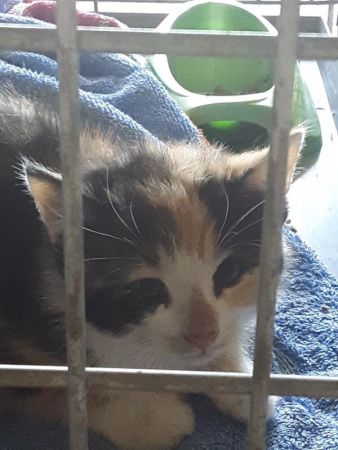 Cat in cage with food bowl, about to be adopted | community | VIEWS Digital Marketing