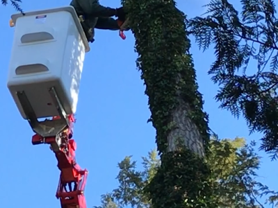 Stein worker using spider lift to trim tree | Stein Tree Service