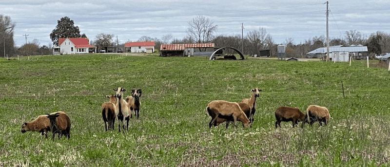 Blake's farm with sheep | VIEWS Digital Marketing