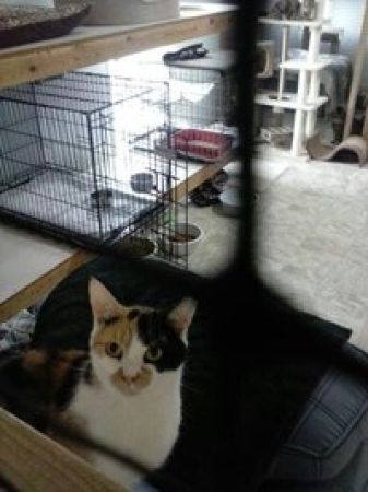 Cat at a shelter - Forgotten Felines and Fidos | VIEWS Digital Marketing Community Service