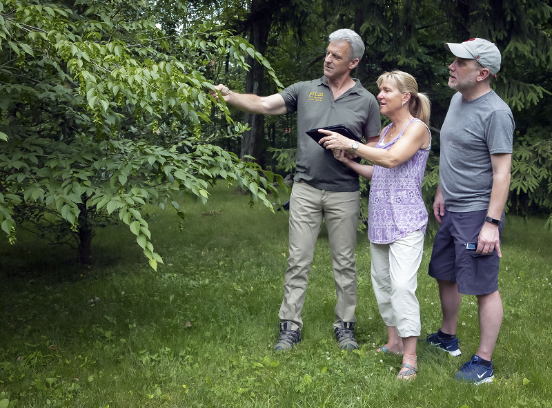 Jeff Stein, Certified Arborist | Stein Tree Service