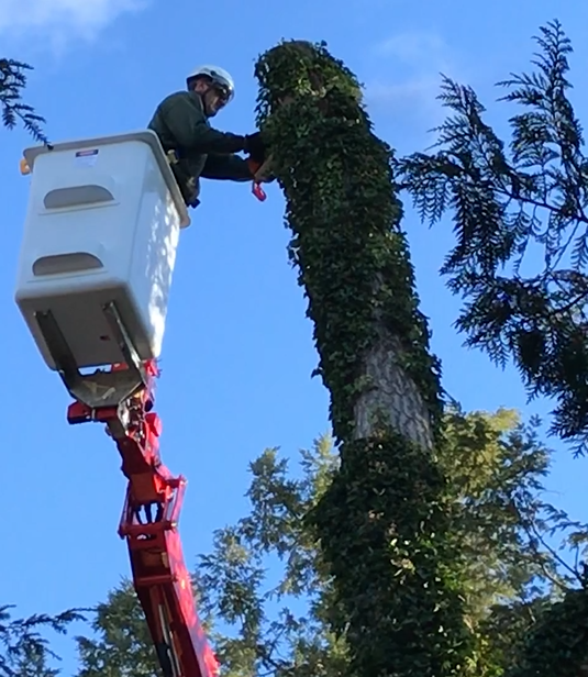 Stein worker using spider lift to trim tree | Stein Tree Service