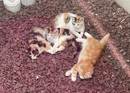 Litter of cats behind house on rocks | community | VIEWS Digital Marketing